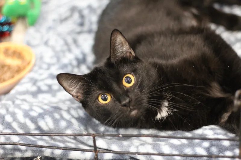 An adult medium-sized female Black Domestic Short Hair cat named Raven for adoption in Ottumwa, IA