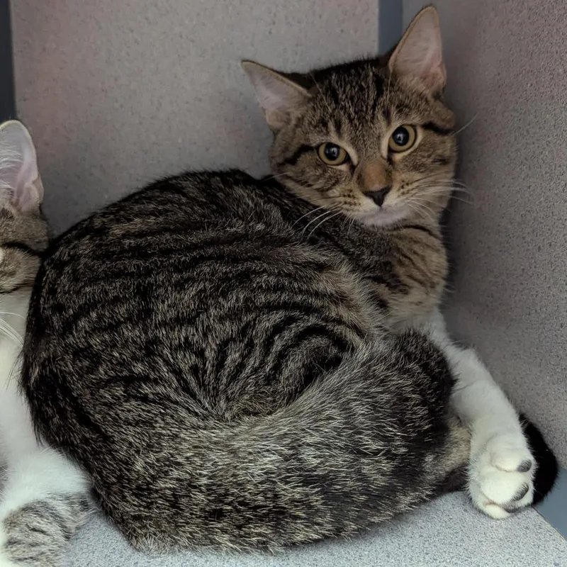 A baby medium-sized male Brown / Chocolate Domestic Short Hair cat named Spice for adoption in Evansville, IN