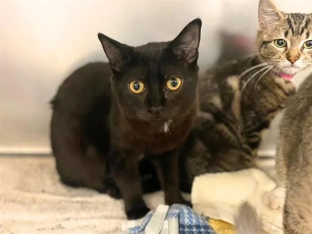 A baby small-sized female Domestic Short Hair cat named Sky for adoption in Fort Wayne, IN