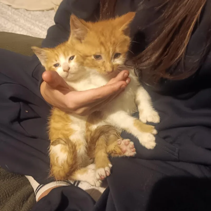 A baby small-sized male Orange / Red Domestic Short Hair cat named Jedi C for adoption in Princeton, MN