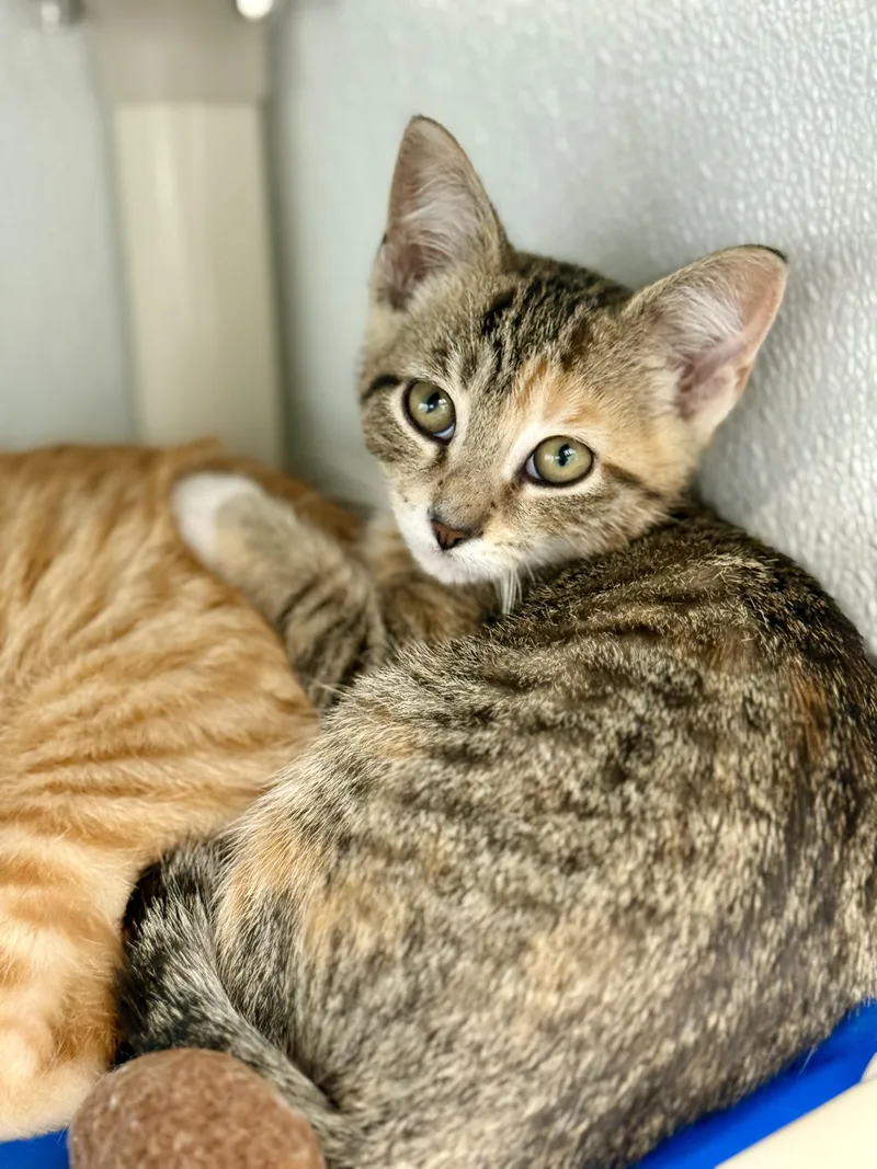 A baby small-sized female Tabby (Brown / Chocolate) Domestic Short Hair cat named Agnes for adoption in Kalamazoo, MI