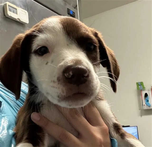 A baby small-sized female Labrador Retriever dog named Ice Cream for adoption in Bakersfield, CA