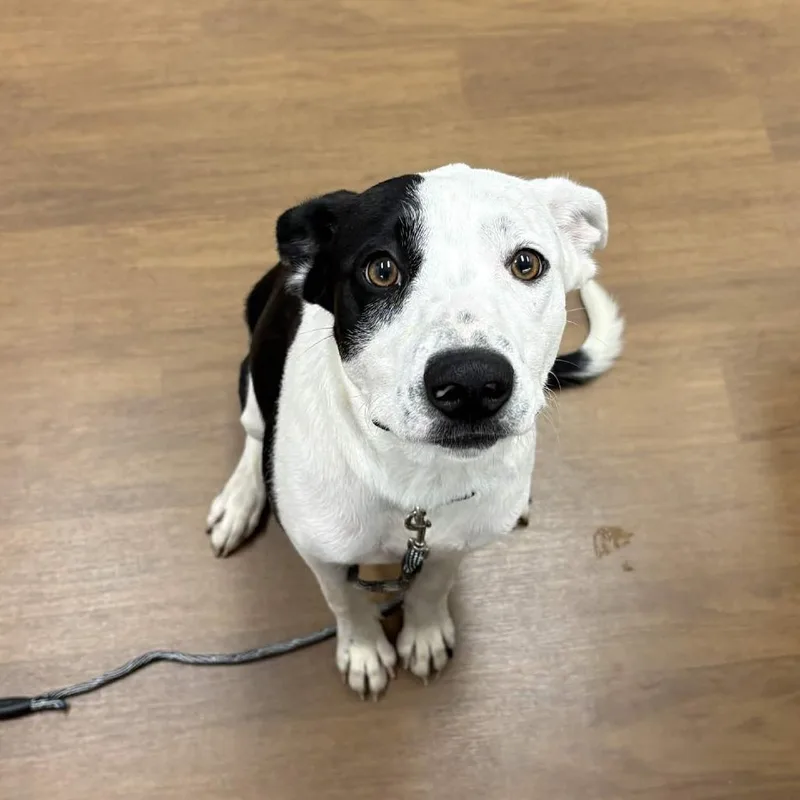A young medium-sized female Black Pit Bull Terrier dog named Rosie Girl for adoption in Beaumont, TX