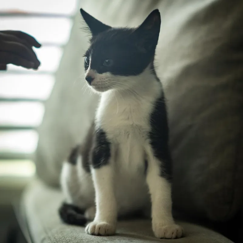 A baby small-sized male Black Domestic Short Hair cat named Jacob for adoption in West Palm Beach, FL
