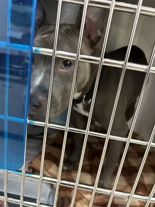 An adult large-sized female Pit Bull Terrier dog named Beth for adoption in Atlanta, GA