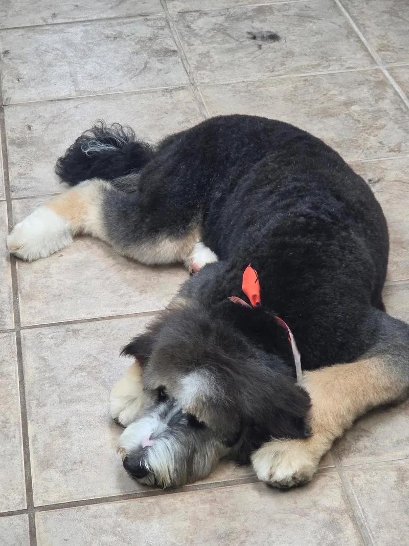 A young medium-sized male Bernese Mountain Dog named Irving for adoption in Tenafly, NJ