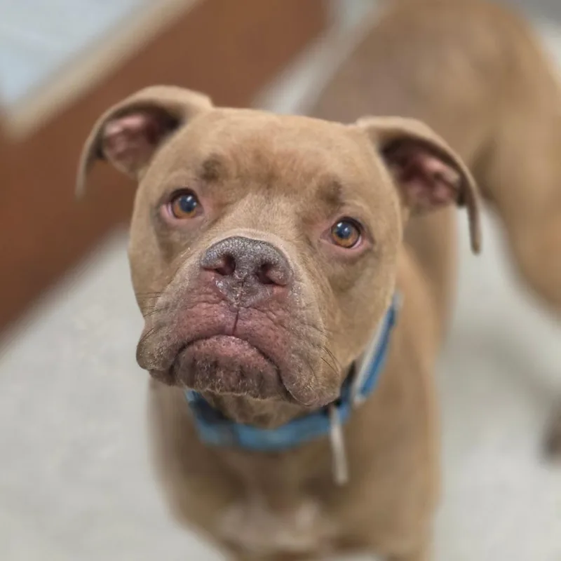 An adult medium-sized male Brown / Chocolate Pit Bull Terrier dog named Judah Aka Creasy for adoption in Chatham, VA