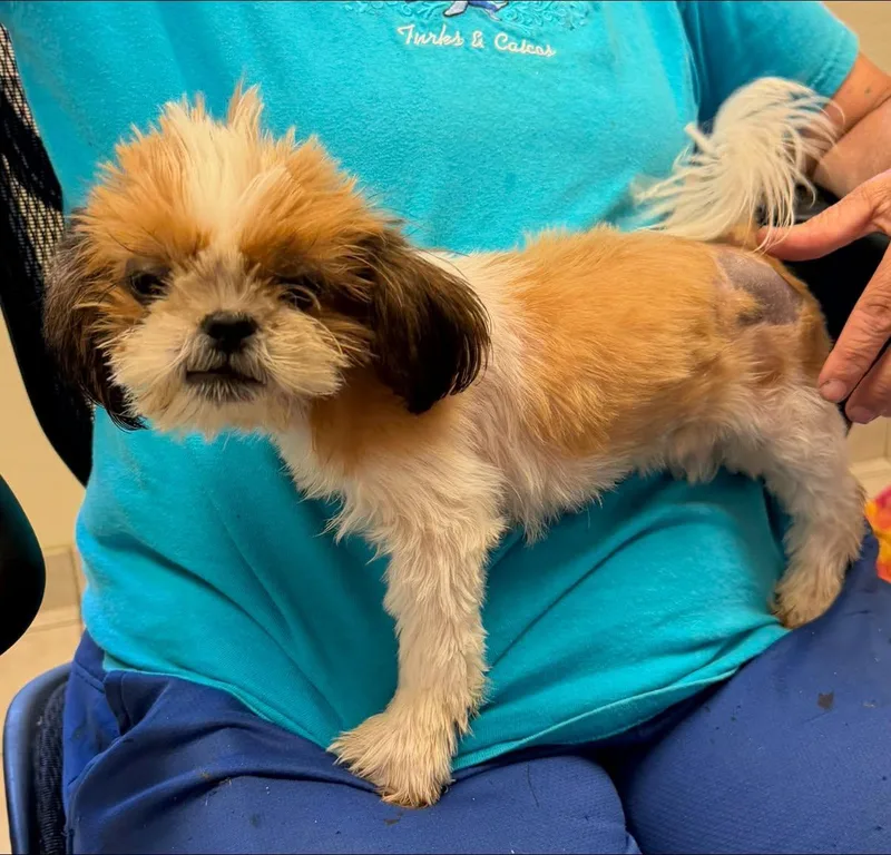 A young small-sized male Tricolor (Brown, Black, & White) Shih Tzu dog named Theo for adoption in Chesapeake City, MD