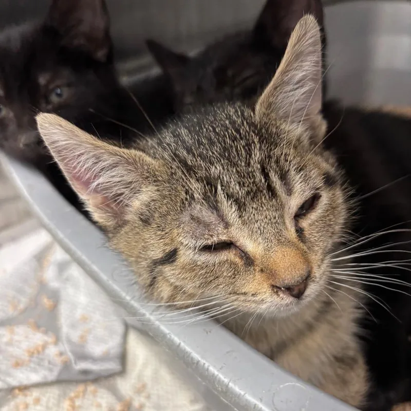 A baby small-sized male Brown / Chocolate Domestic Short Hair cat named Cyborg for adoption in Philadelphia, PA