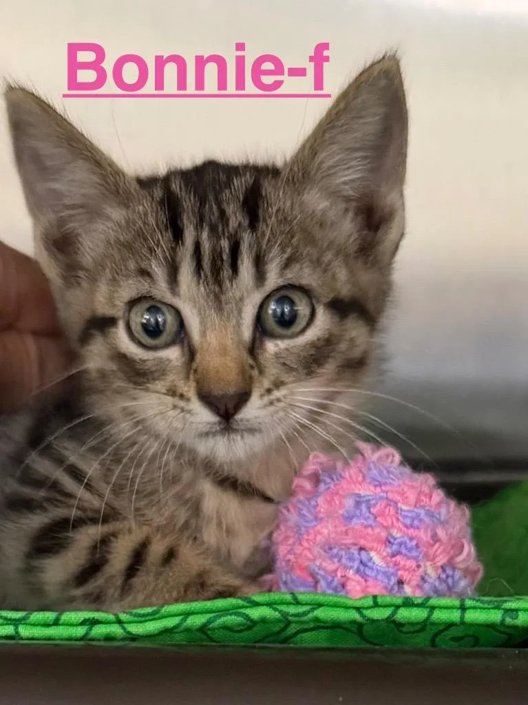 A baby small-sized female Tabby cat named Bonnie for adoption in Brookhaven, MS