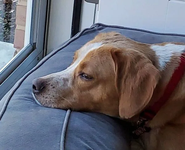 Gobi Suffolk thumbnail 2