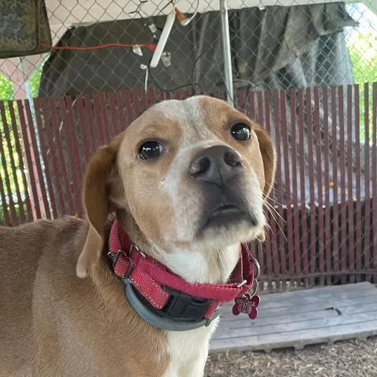 Gobi Suffolk thumbnail 3