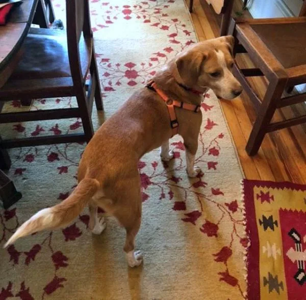 Gobi Suffolk thumbnail 4