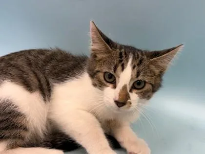 A baby small-sized male Domestic Short Hair cat named March for adoption in Woodbury, MN