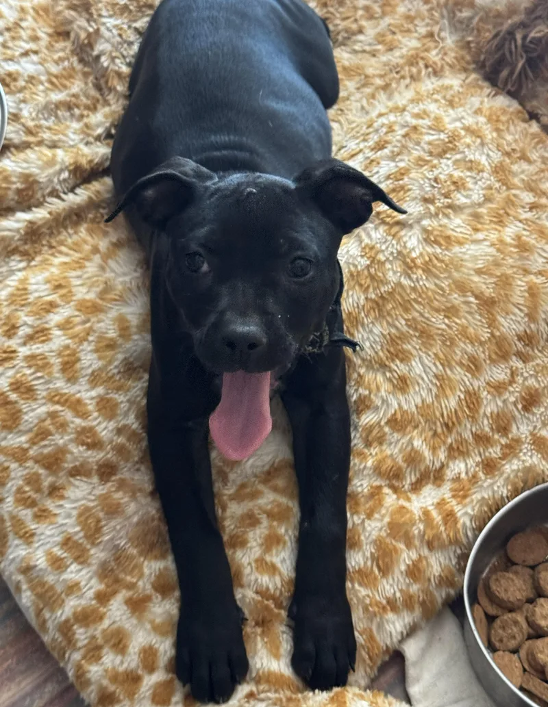 A baby medium-sized female Black American Staffordshire Terrier dog named Louella for adoption in Studio City, CA