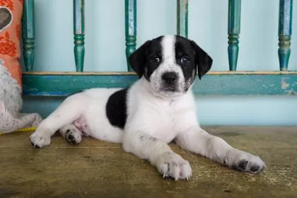 A baby small-sized male Labrador Retriever dog named Hoot N` Holler for adoption in San Antonio, TX