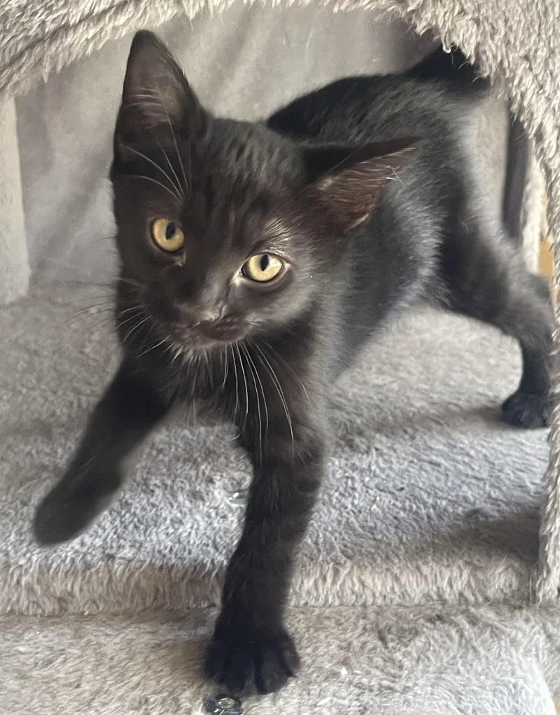 A baby small-sized female Domestic Short Hair cat named Raven for adoption in South Pasadena, CA