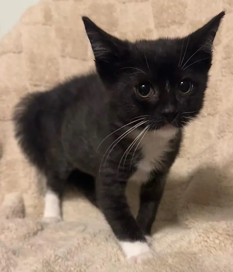 A baby small-sized male Domestic Short Hair cat named Atom for adoption in Ocala, FL
