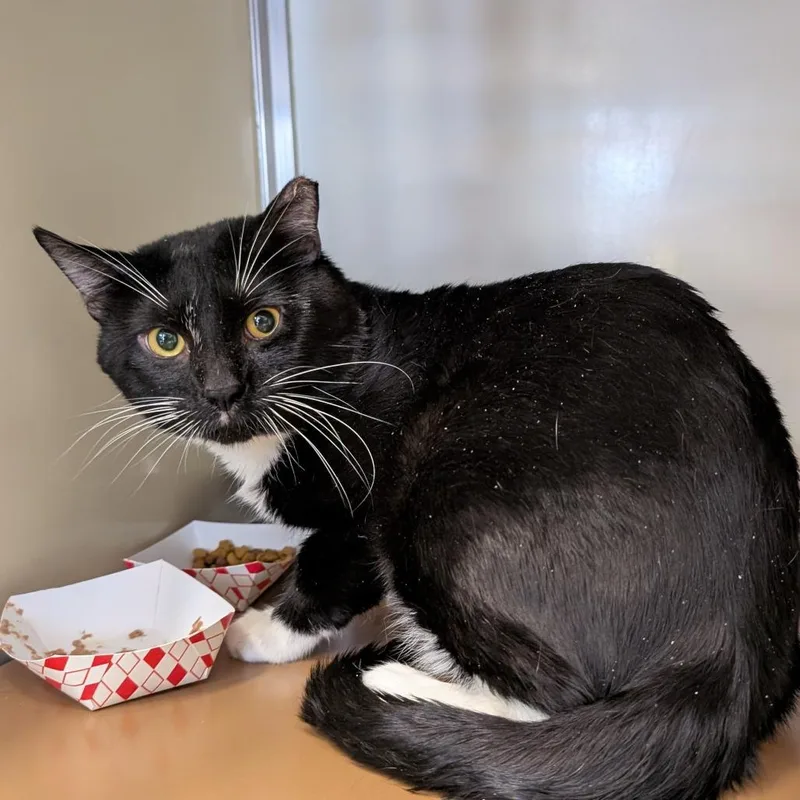 An adult large-sized male Black Domestic Short Hair cat named Campbell for adoption in Birdsboro, PA