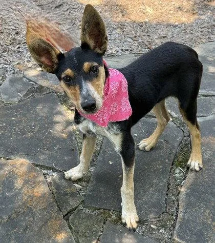 A young small-sized female Feist dog named Pizookie for adoption in Midland, VA
