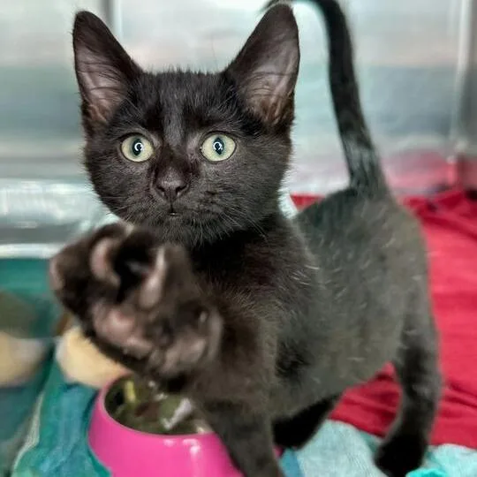 A baby small-sized male Black Domestic Short Hair cat named Voodoo for adoption in Matteson, IL