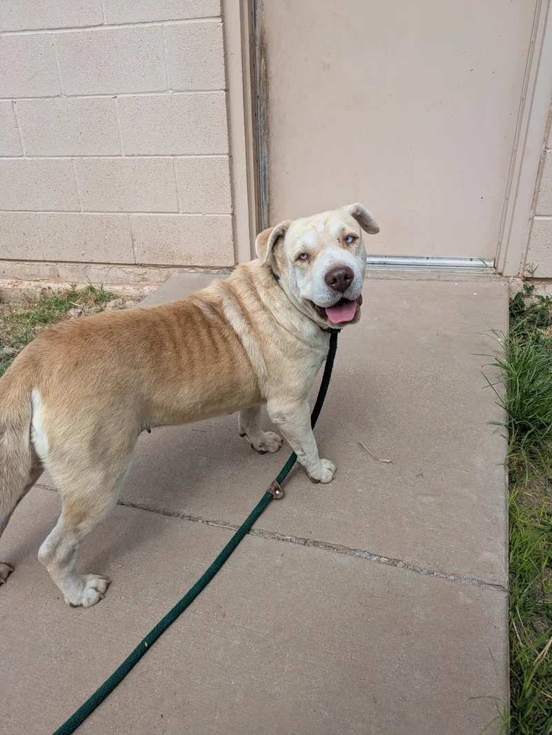 An adult medium-sized female Yellow / Tan / Blond / Fawn Shar-Pei dog named Roxy for adoption in Bisbee, AZ