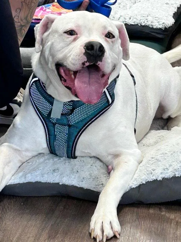 An adult large-sized male American Bulldog dog named Ross for adoption in Gun Barrel City, TX