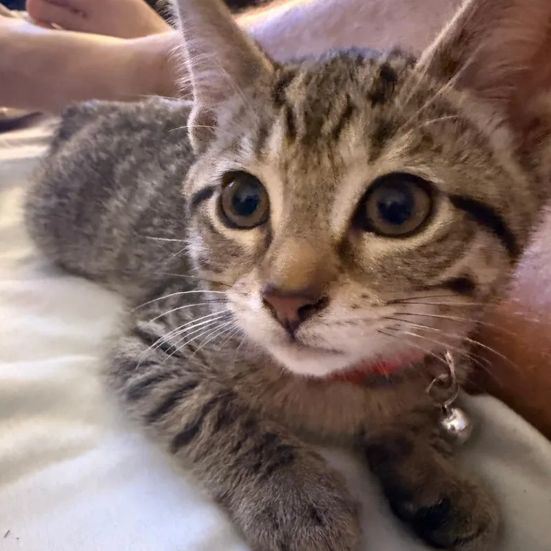 A baby small-sized female Gray / Blue / Silver Domestic Short Hair cat named Bonfire for adoption in Fairfax Station, VA