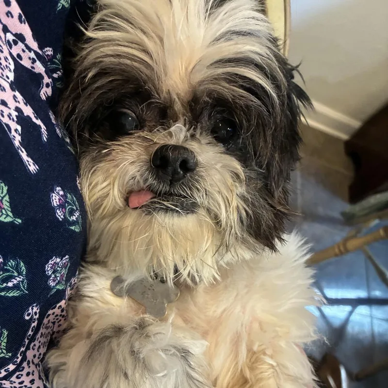 A senior small-sized male Shih Tzu dog named Oscar for adoption in Daphne, AL