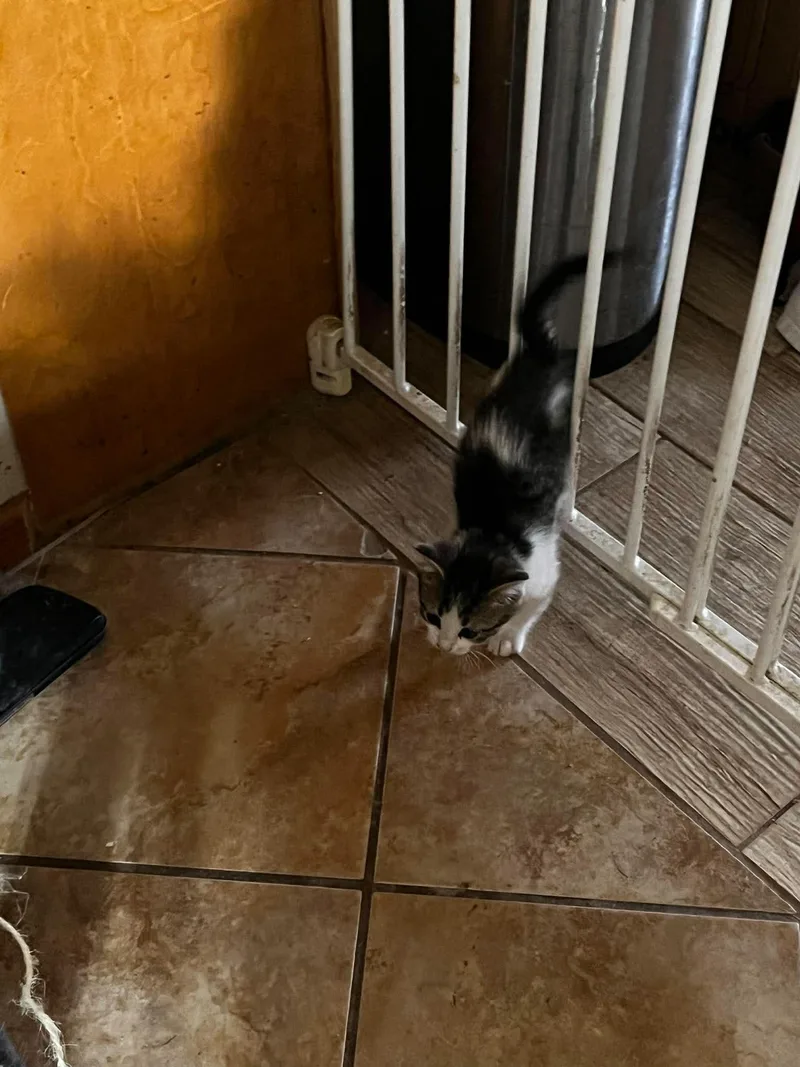 A baby small-sized female Domestic Short Hair cat named Darlin for adoption in Snyder, TX