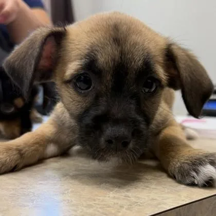 A baby small-sized female Mixed Breed dog named Zyrtec for adoption in Pleasanton, CA