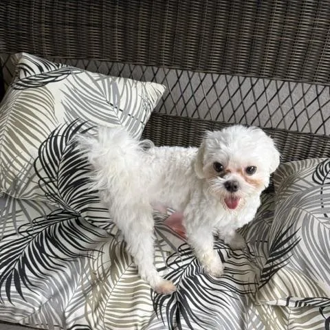 An adult small-sized male Maltese dog named Scotty for adoption in Maitland, FL
