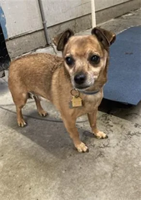 An adult small-sized male Chihuahua dog named Jax for adoption in Camarillo, CA