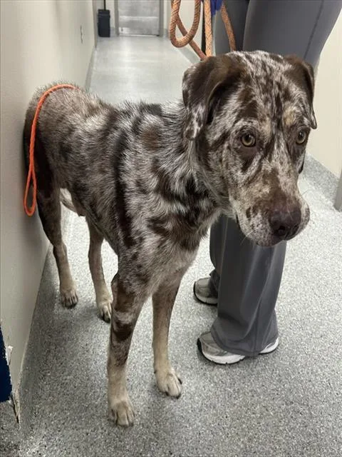 An adult large-sized male Catahoula Leopard Dog dog named Yeti for adoption in Pasadena, TX