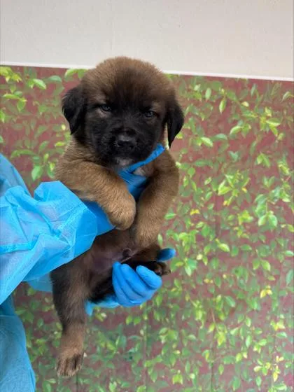 A young small-sized male Anatolian Shepherd dog named Update for adoption in San Antonio, TX