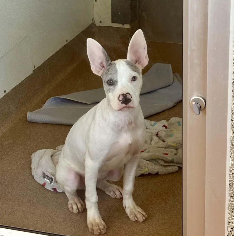 A baby medium-sized female Merle (Blue) Terrier dog named Hedwig for adoption in Chambersburg, PA