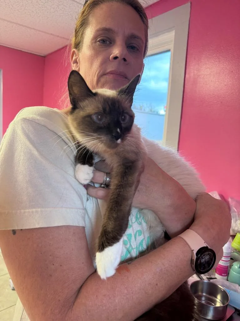 A young medium-sized female Siamese cat named Ghirardelli for adoption in Johnson City, TN