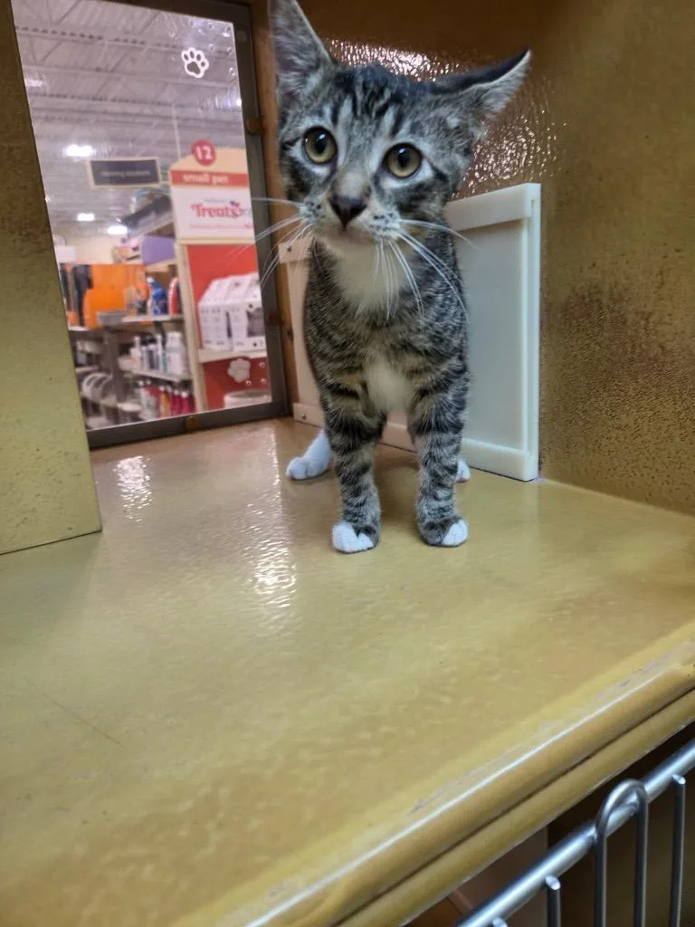 A baby medium-sized male Domestic Short Hair cat named Finn for adoption in Tampa, FL