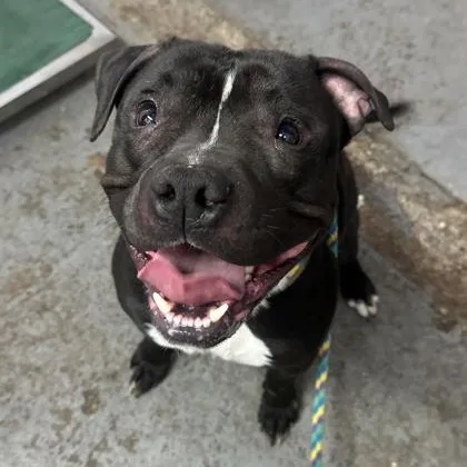 An adult medium-sized male Pit Bull Terrier dog named Peter for adoption in Philadelphia, PA