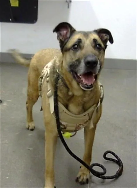 An adult large-sized female German Shepherd Dog dog named Daisy for adoption in Mesa, AZ