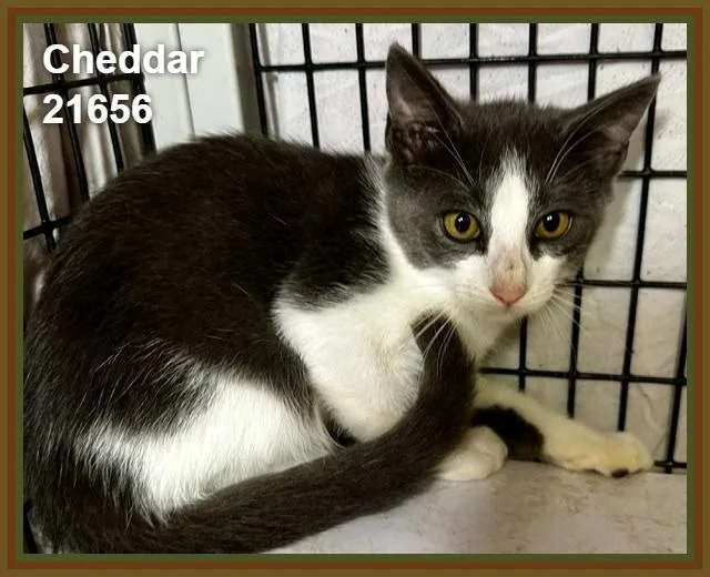 A baby medium-sized male Gray & White Domestic Short Hair cat named Cheddar for adoption in Marietta, GA