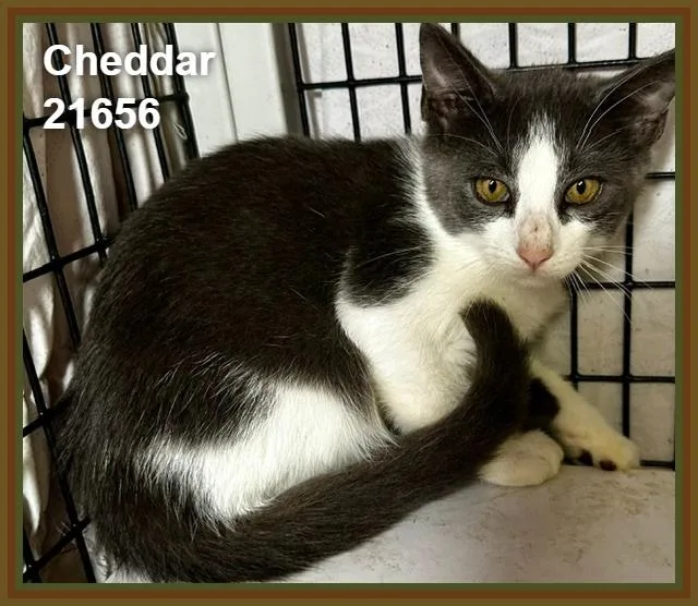 Cheddar thumbnail 2