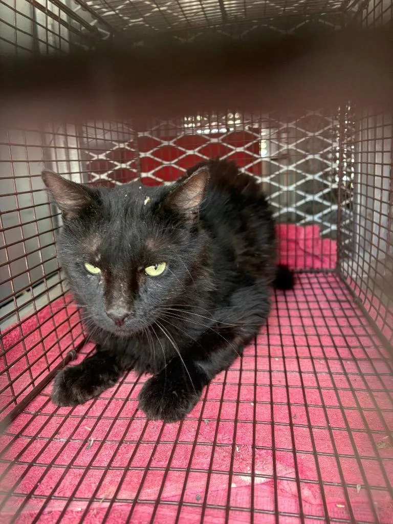 A young medium-sized male Domestic Short Hair cat named Nice Larry for adoption in New Braunfels, TX