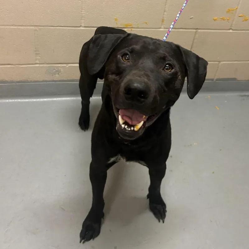 A young medium-sized male Black Mixed Breed dog named Lugner for adoption in Tacoma, WA