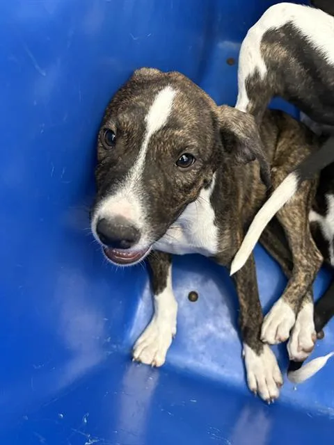 A baby large-sized male Mixed Breed dog named Maverick for adoption in Dallas, TX