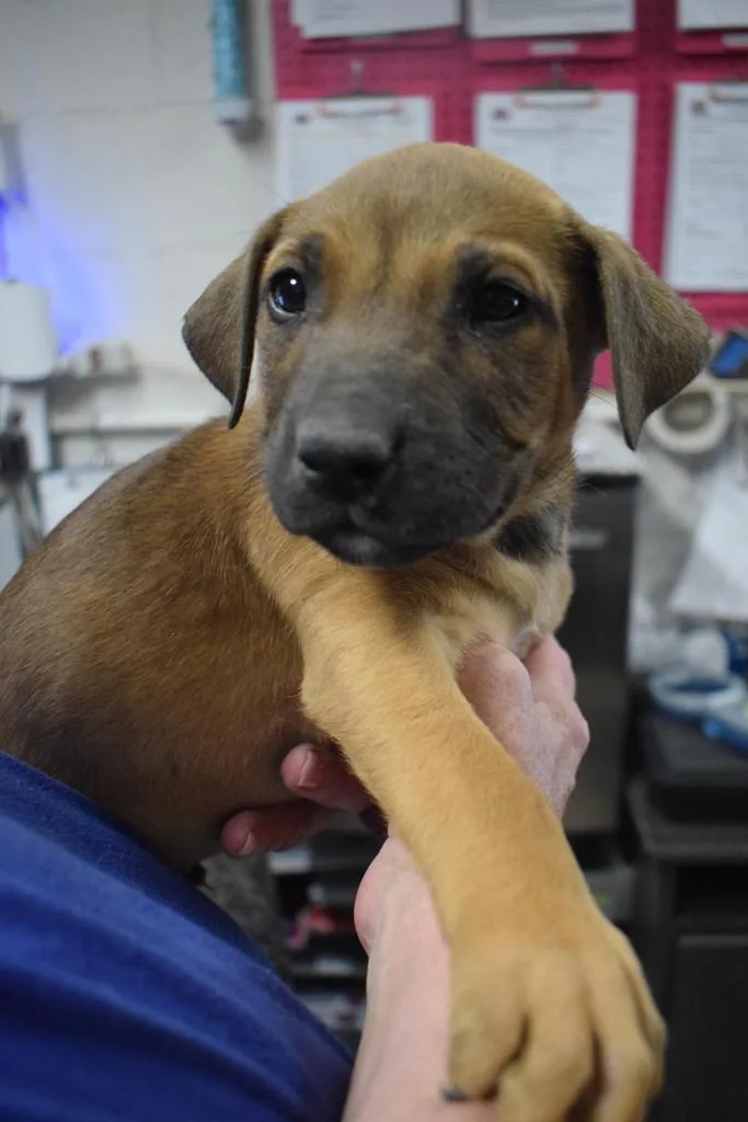 A baby medium-sized male American Bulldog dog named Uzi for adoption in Pahrump, NV