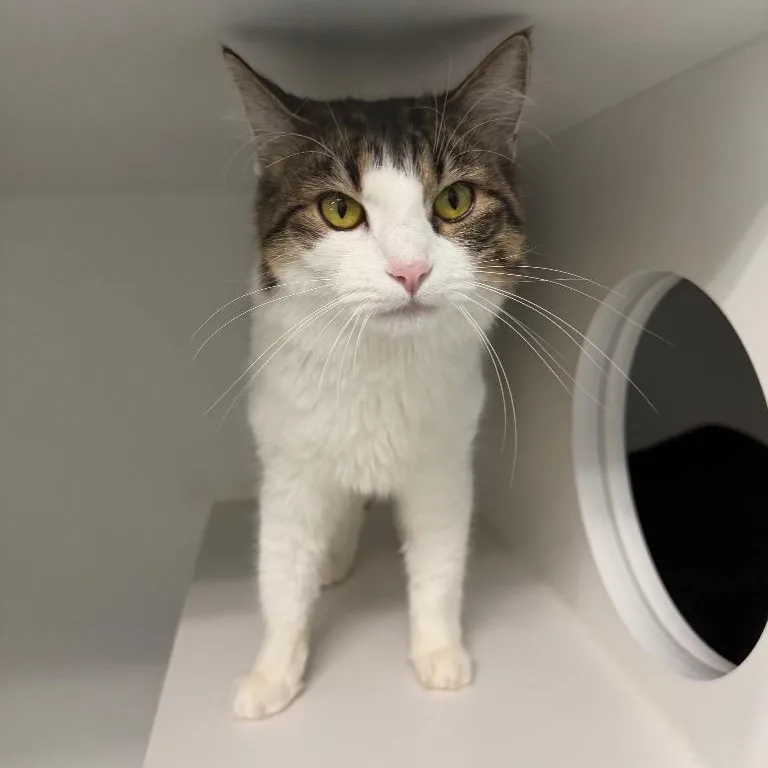 A young medium-sized female Domestic Medium Hair cat named Dolly for adoption in Fall River, MA