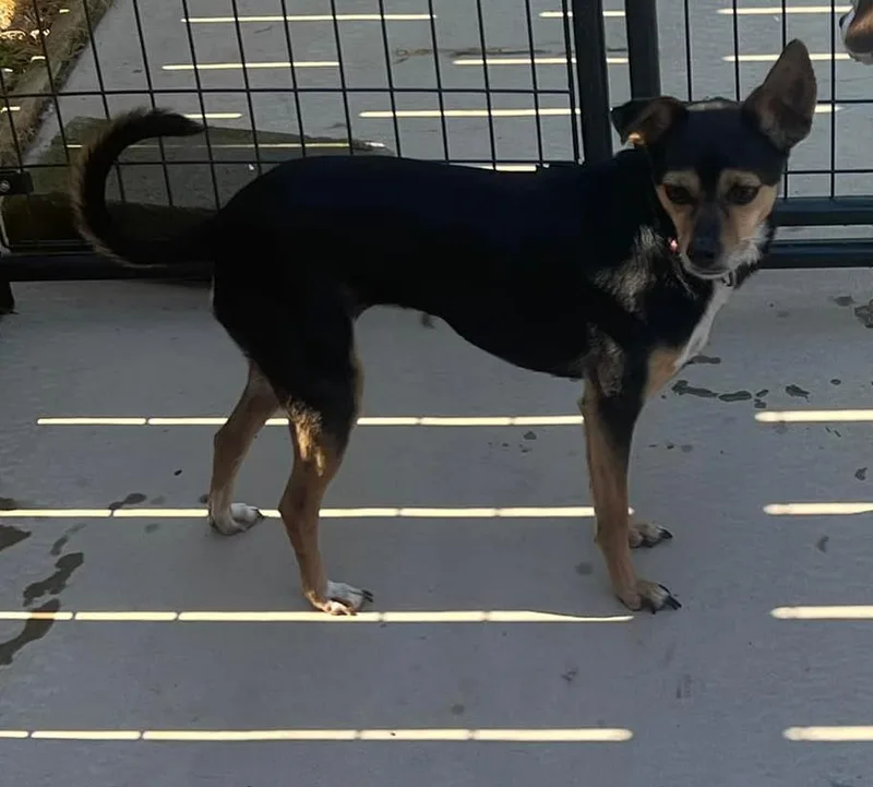 An adult small-sized female Chihuahua dog named Maggie for adoption in Rogersville, TN