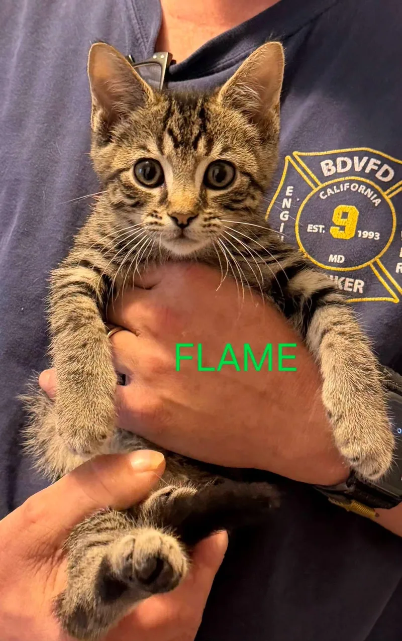 A baby medium-sized female Tabby (Brown / Chocolate) Domestic Short Hair cat named Flame for adoption in Great Mills, MD