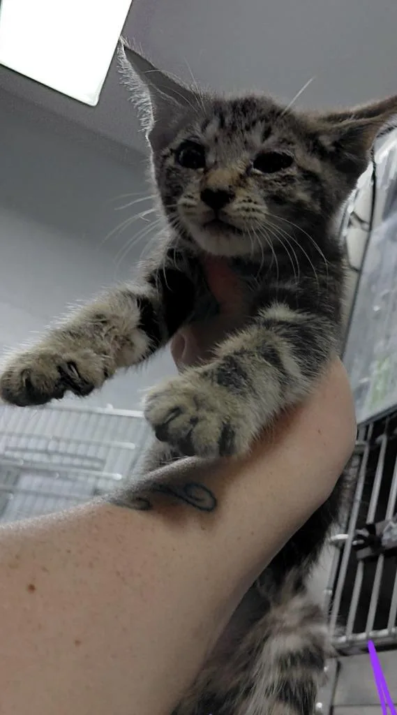 A baby small-sized male Domestic Short Hair cat named Luke for adoption in Henderson, NC